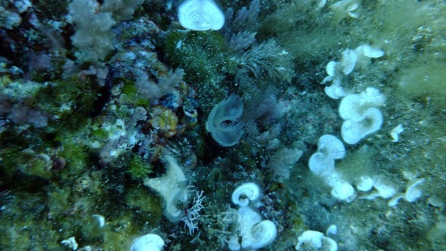 dscf0039
