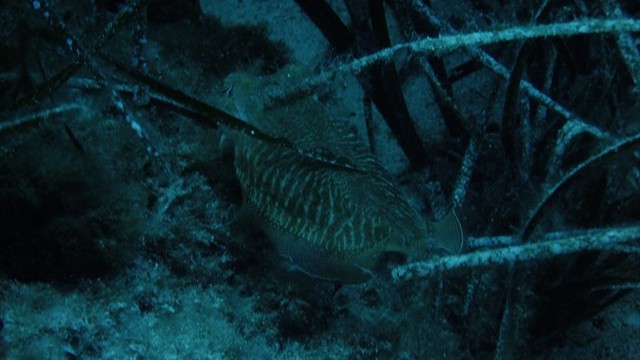 dscf0055