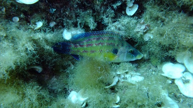 dscf0093