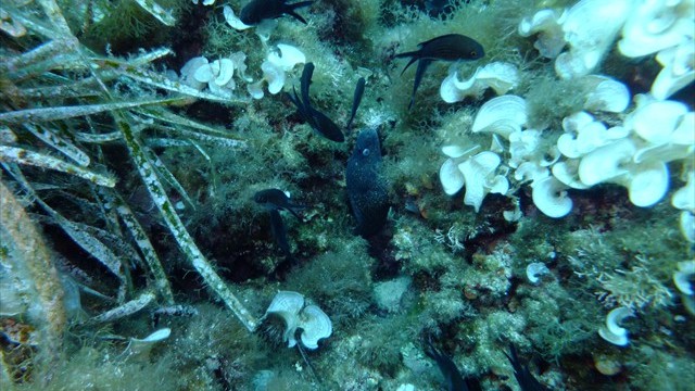 dscf0094