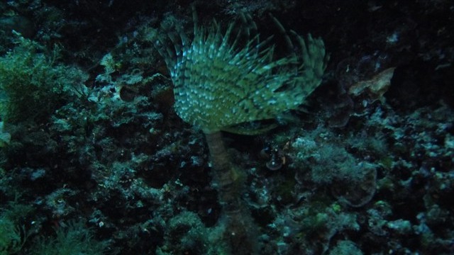 dscf0348