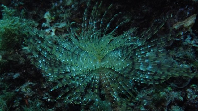 dscf0349