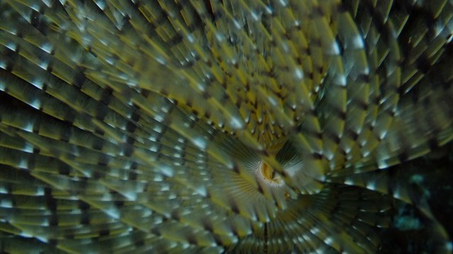 dscf0352
