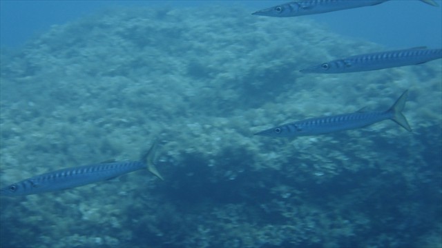 dscf1066