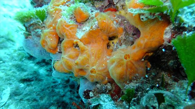 dscf1089