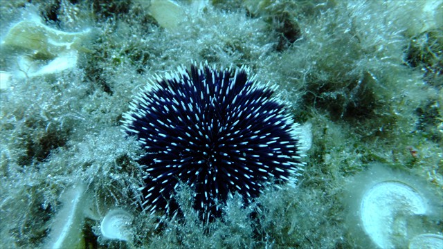 dscf1092