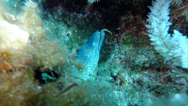 dscf1099