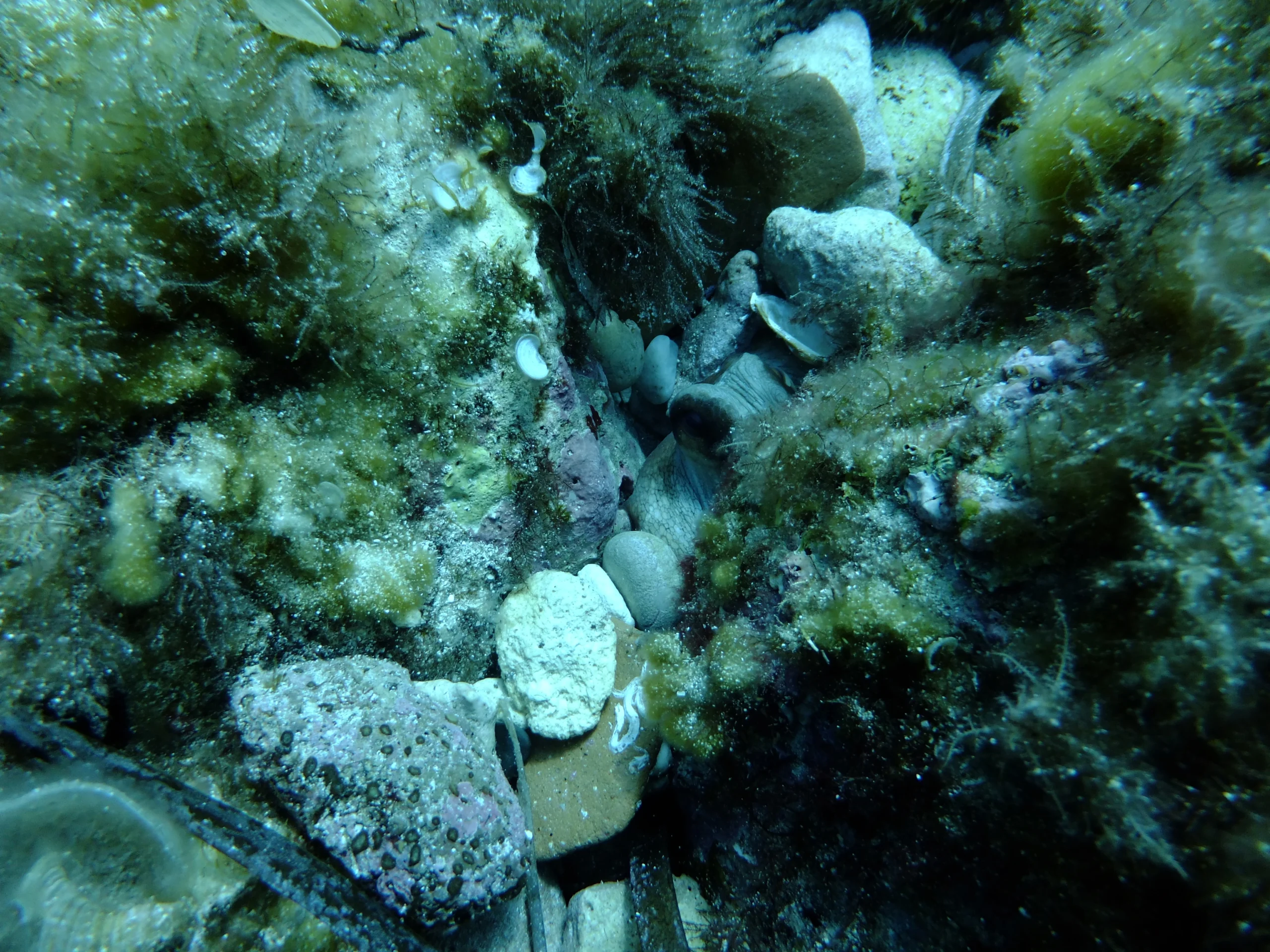DSCF1690