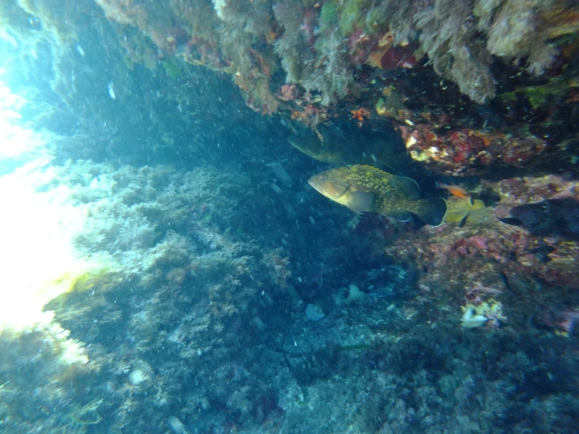 DSCF1692