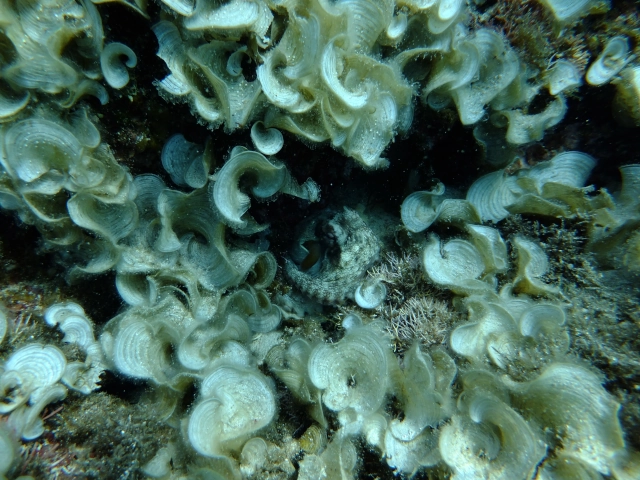 DSCF1706