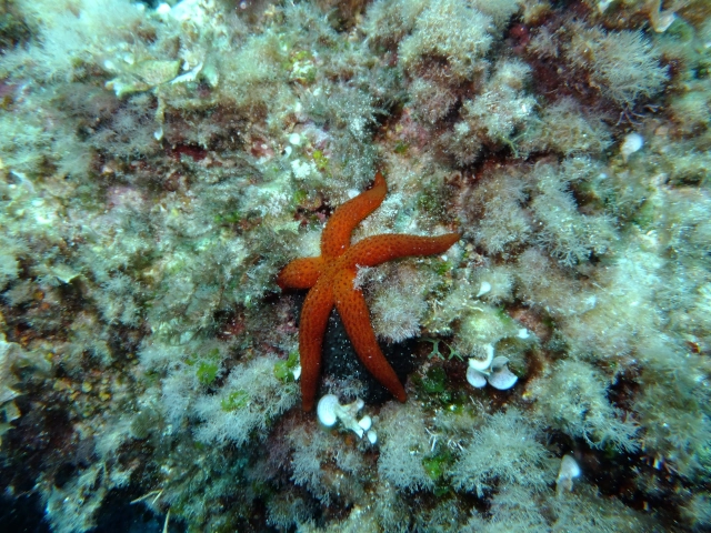 DSCF1743