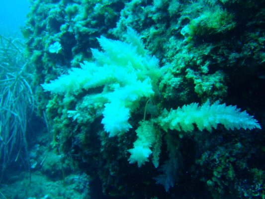DSCF1321
