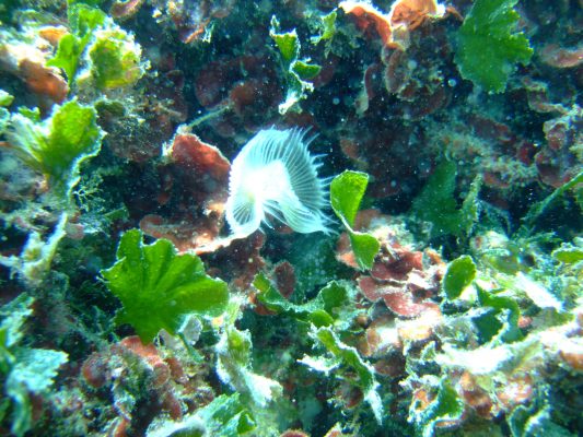 DSCF1386