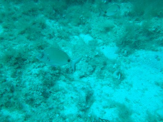 DSCF2142