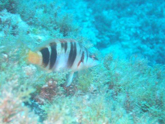 DSCF2284